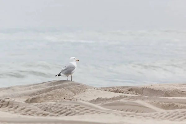 Möwen am Meer — Stockfoto