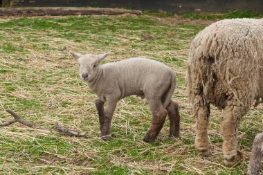 Bebek kuzu çiftliğinde