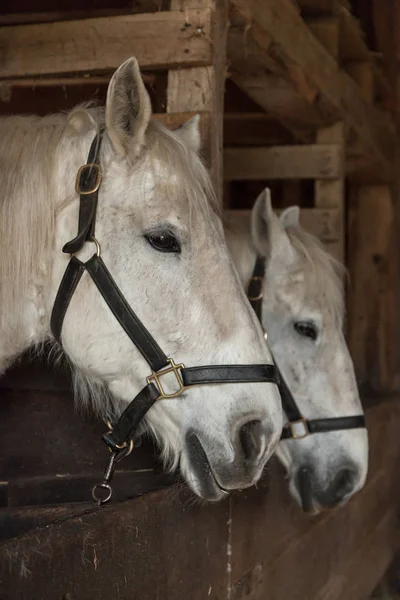 Chevaux blancs dans les écuries — Photo