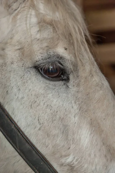 Œil de cheval gros plan — Photo