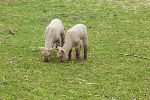 Baby lammeren op boerderij — Stockfoto