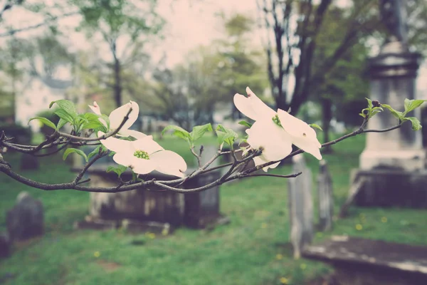 Gamla gravstenar utanför Dogwood träd — Stockfoto