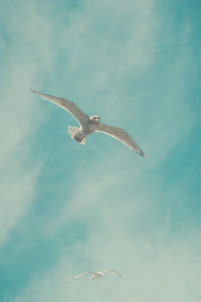 Οι γλάροι που πετούν με μπλε Dky — Φωτογραφία Αρχείου