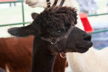 Alpaka çiftliği Fuarı'nda