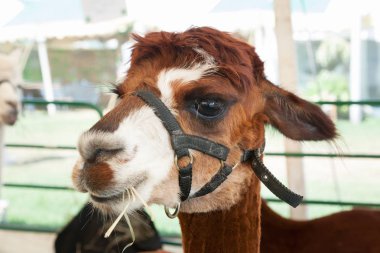 Alpaka çiftliği Fuarı'nda