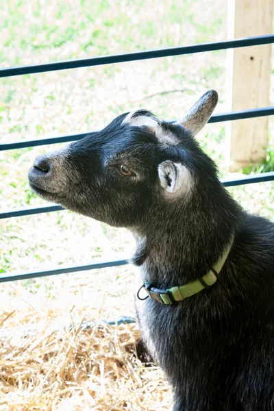 Foire de la chèvre à la ferme — Photo