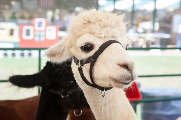 Alpaca's op boerderij beurs — Stockfoto