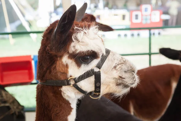 Alpacas à la foire agricole — Photo