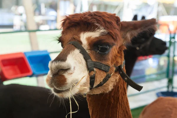 Alpaka çiftliği Fuarı'nda