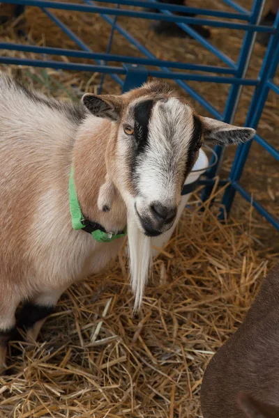 Foire de la chèvre à la ferme — Photo