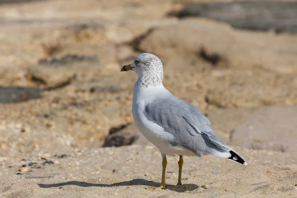 Möwe am Steg — Stockfoto