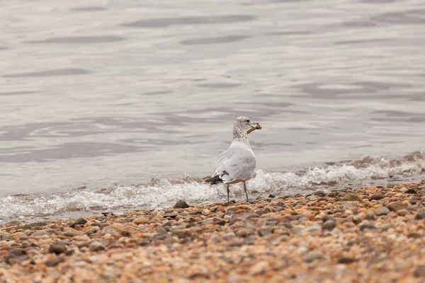 Möwe steht mit Hühnerknochen am Ufer — Stockfoto