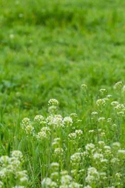 Parlak yeşil çim çiftliğinde