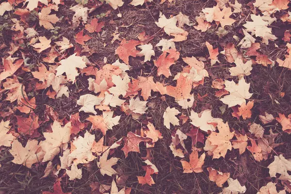 Felgekleurde Bladeren Strooisel Grond Tijdens Herfst New Jersey — Stockfoto