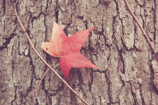 秋の木の上に座って明るい赤いカエデの葉の写真 — ストック写真