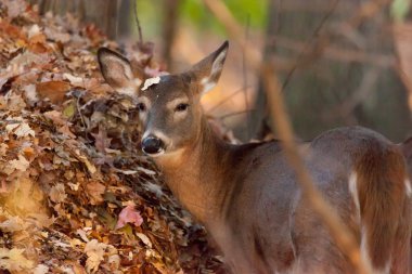 Ak kuyruklu geyik sonbahar ormanda