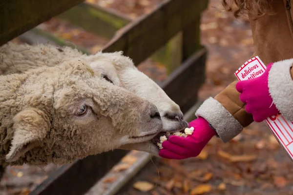Kind füttert Schafe — Stockfoto