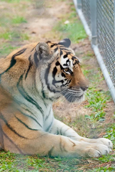 動物園でトラ — ストック写真