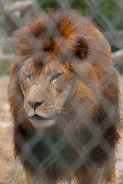 Leone allo zoo — Foto Stock