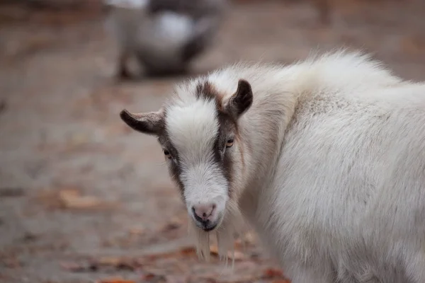 Zoo de chèvre — Photo