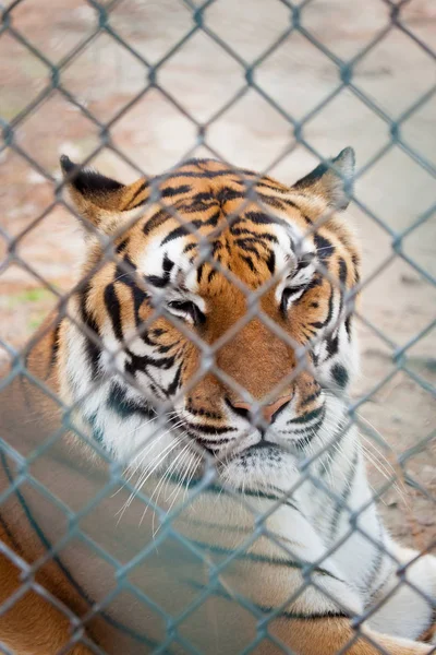 Tiger in dierentuin — Stockfoto