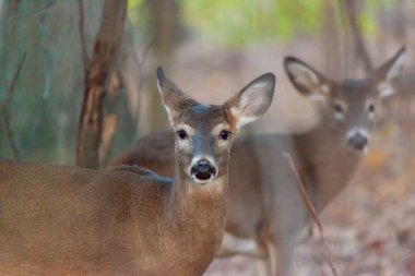 Ak kuyruklu geyik sonbahar ormanda
