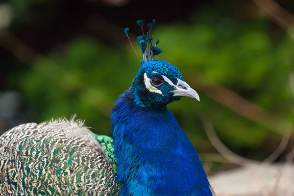 Pavão no zoológico — Fotografia de Stock