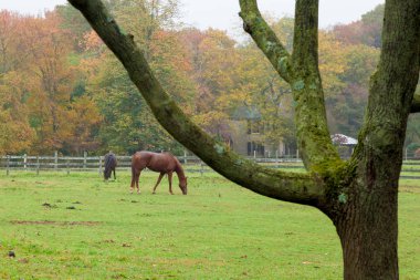 Monmouth County Çiftliği 'nde atlar