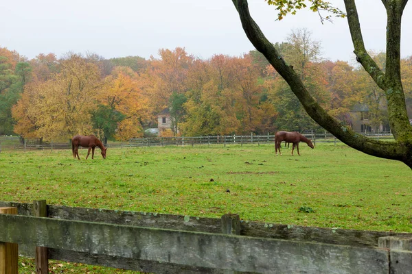 Caballos en la granja del condado de Monmouth — Foto de Stock