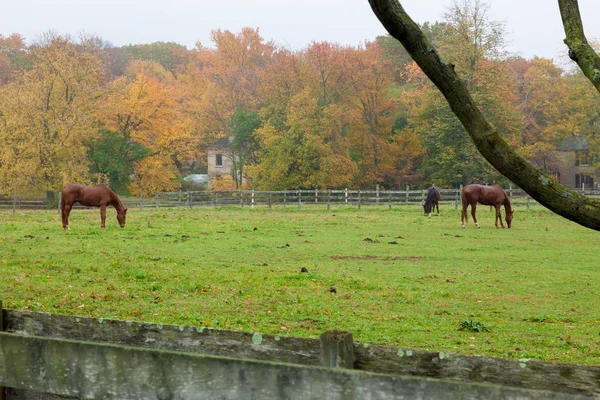 Caballos en la granja del condado de Monmouth — Foto de Stock
