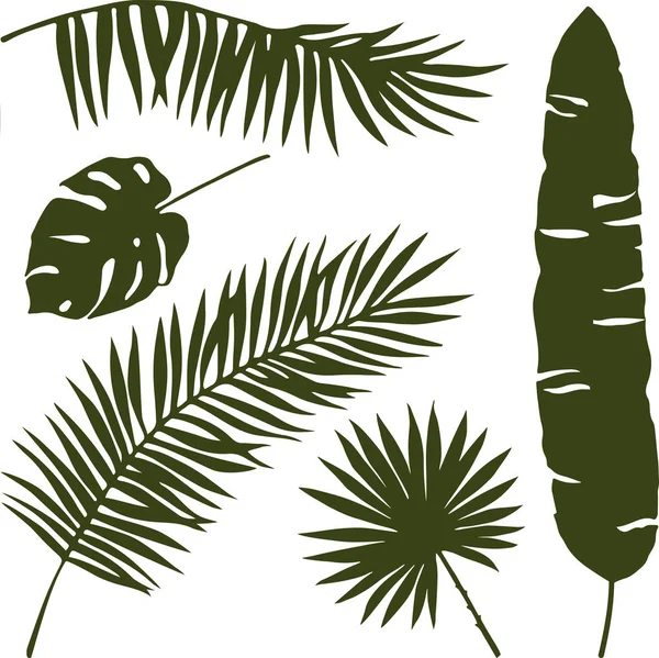 izole palm vektör yaprak