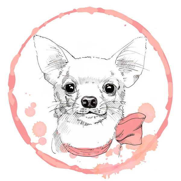 Chihuahua mão desenhada retrato em moldura rosa — Fotografia de Stock