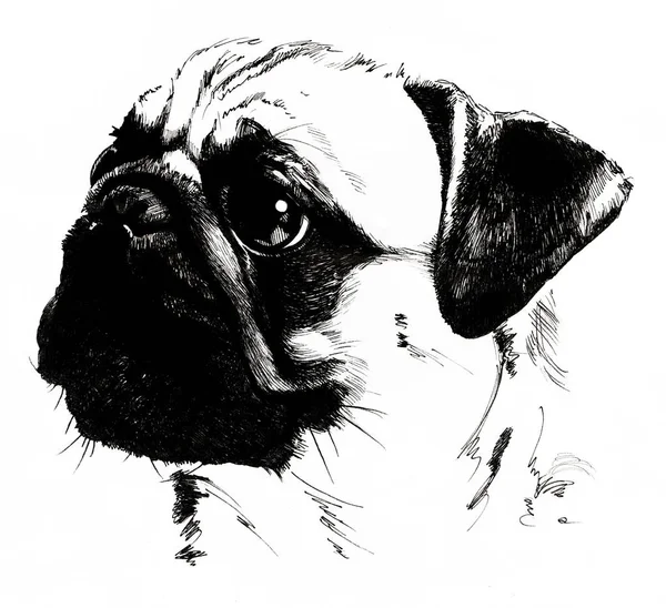 Portrait de carlin de race chien dessiné à la main — Photo