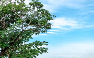 Ağaç ve mavi gökyüzü