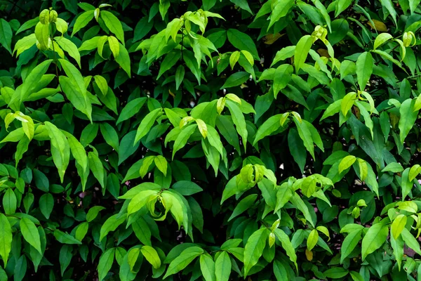 Green wall background — Stock Photo, Image