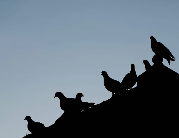 Silhuetter fågel med blå himmel — Stockfoto
