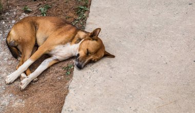 Sokak köpeği uyku.