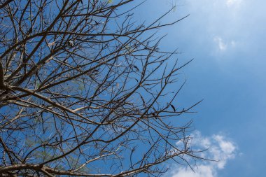 Ağacın alttan görünüm.