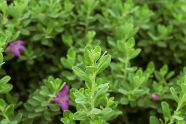 Küçük yeşil bitkiler.