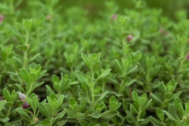 Küçük yeşil bitkiler.