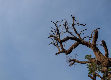 Ağacın alttan görünüm.