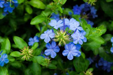 Mavi plumbago auriculata.