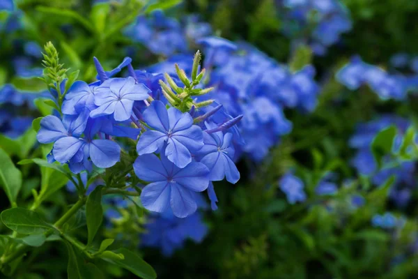 Квітка plumbago auriculata . — стокове фото