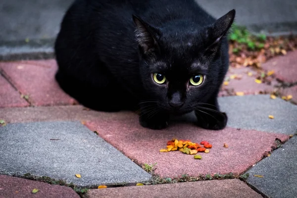 Um gato tailandês preto . — Fotografia de Stock