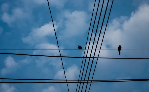 Silhouette Oiseaux Avec Fil Sur Poteau Électrique — Photo