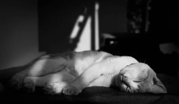 Gato dormindo em tom preto e branco . — Fotografia de Stock