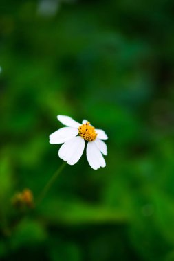 Yeşil arka plana sahip küçük çiçek.