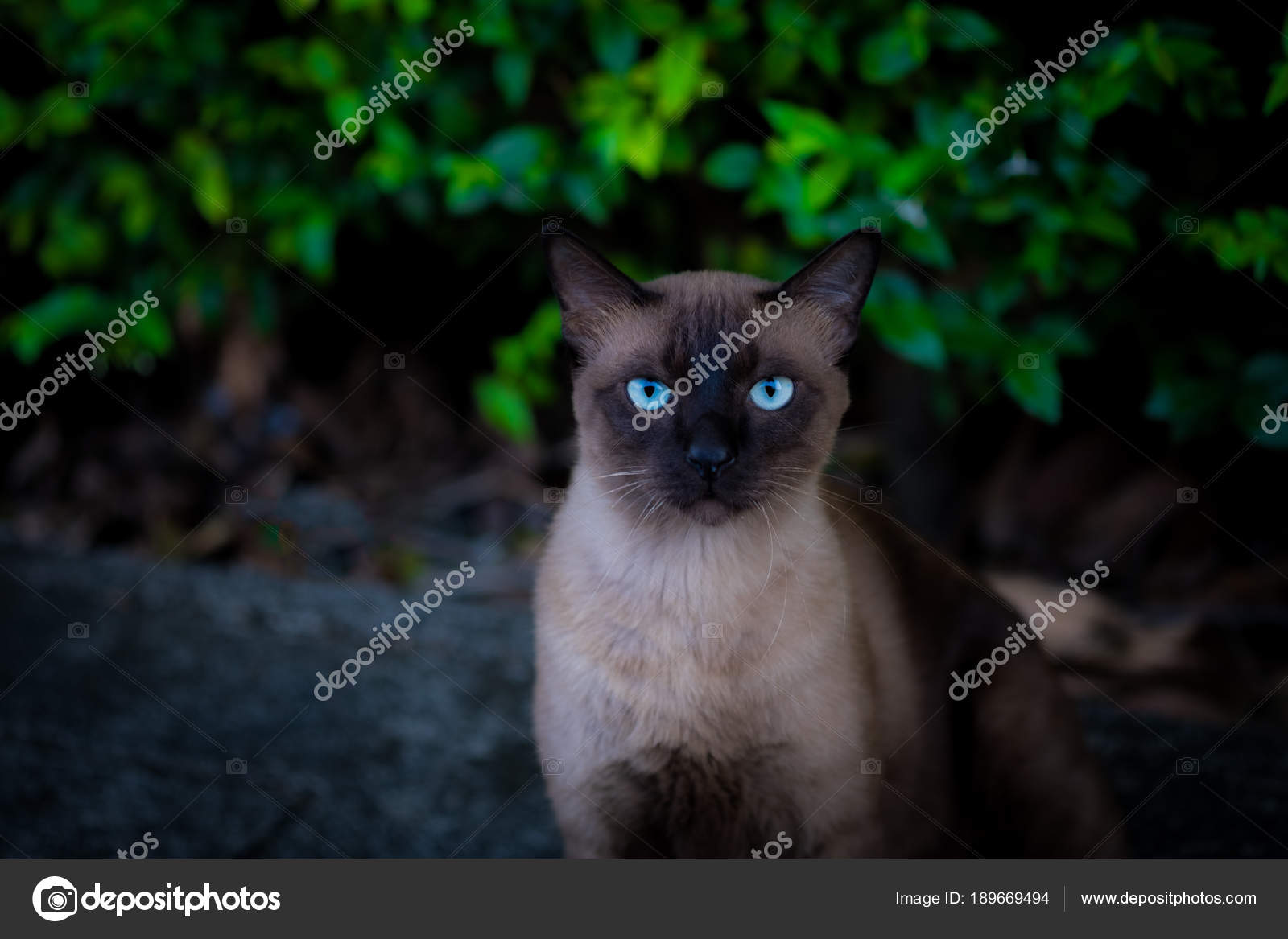 Gatto Siamese Foto Stock Quantum 189669494