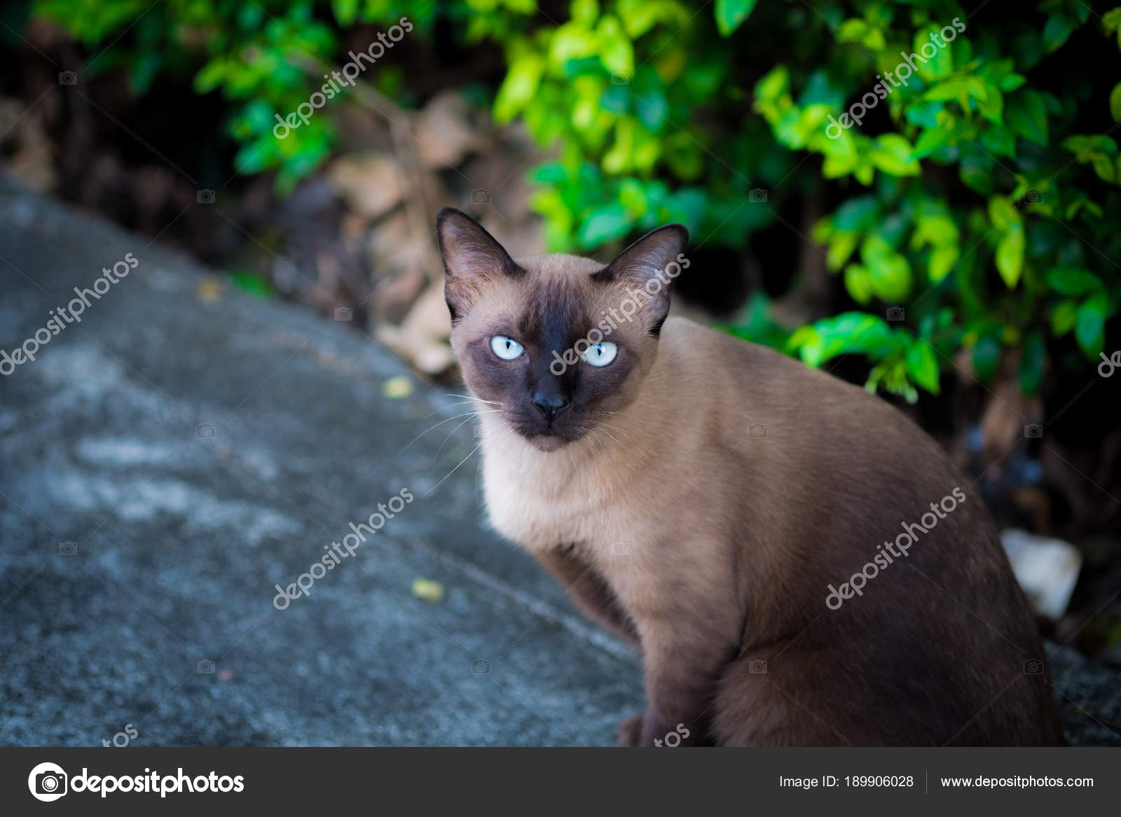 Gatto Siamese Foto Stock Quantum 189906028