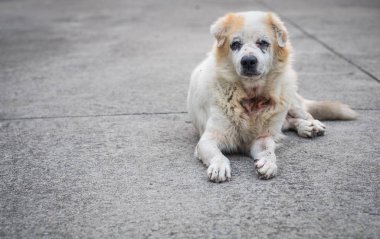 Yaşlı köpek sokak.